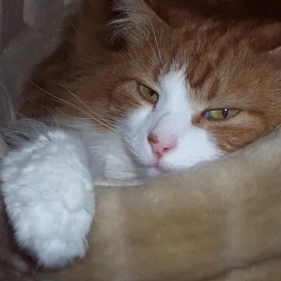 The paw