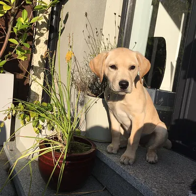 Muggs as wee puppy