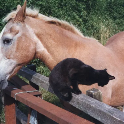 Goldie and Little Fing