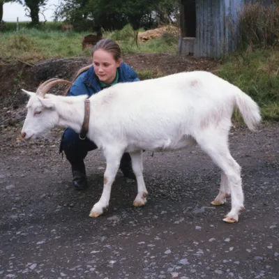 Wee Goat