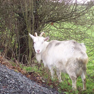 Wee Goat