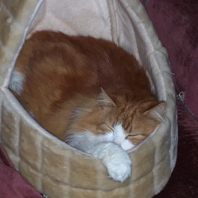 The Poobie